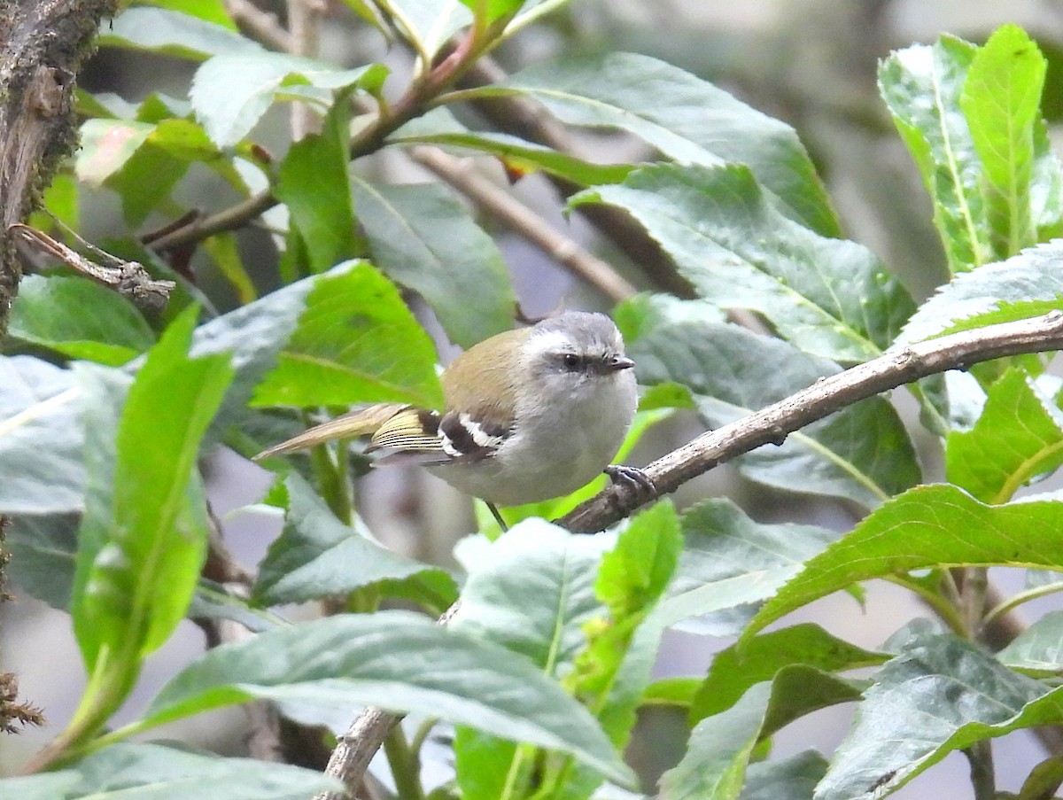 White-banded Tyrannulet - ML629070206