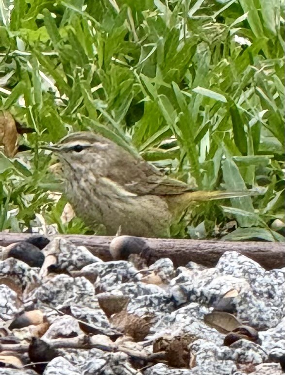 Palm Warbler - ML629070403