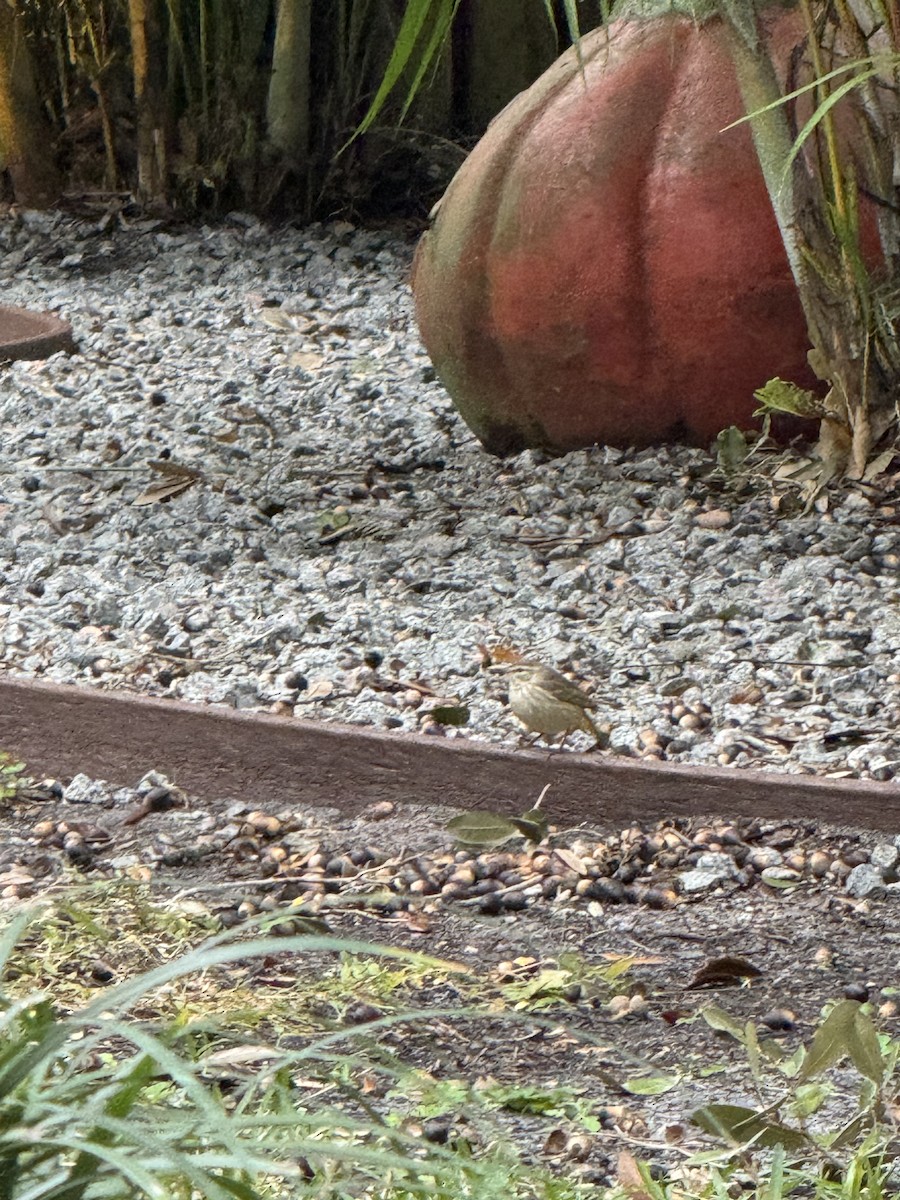 Palm Warbler - ML629070405