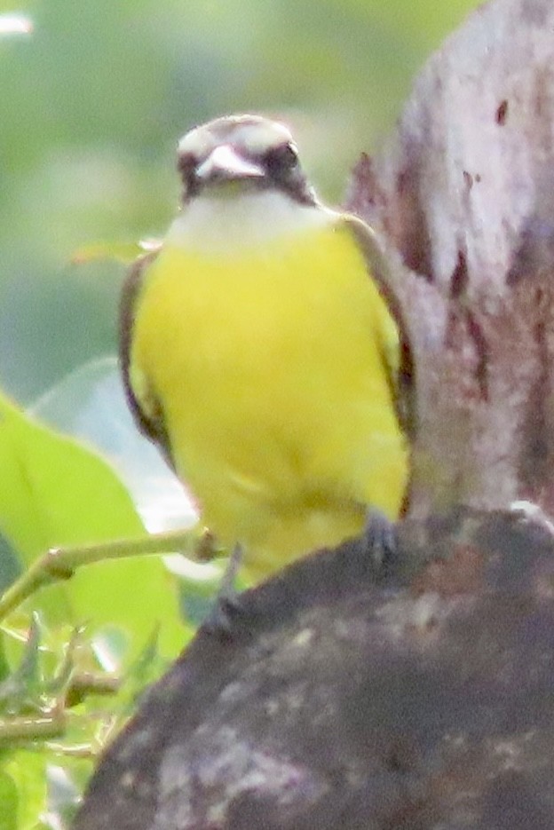 Boat-billed Flycatcher - ML629070421