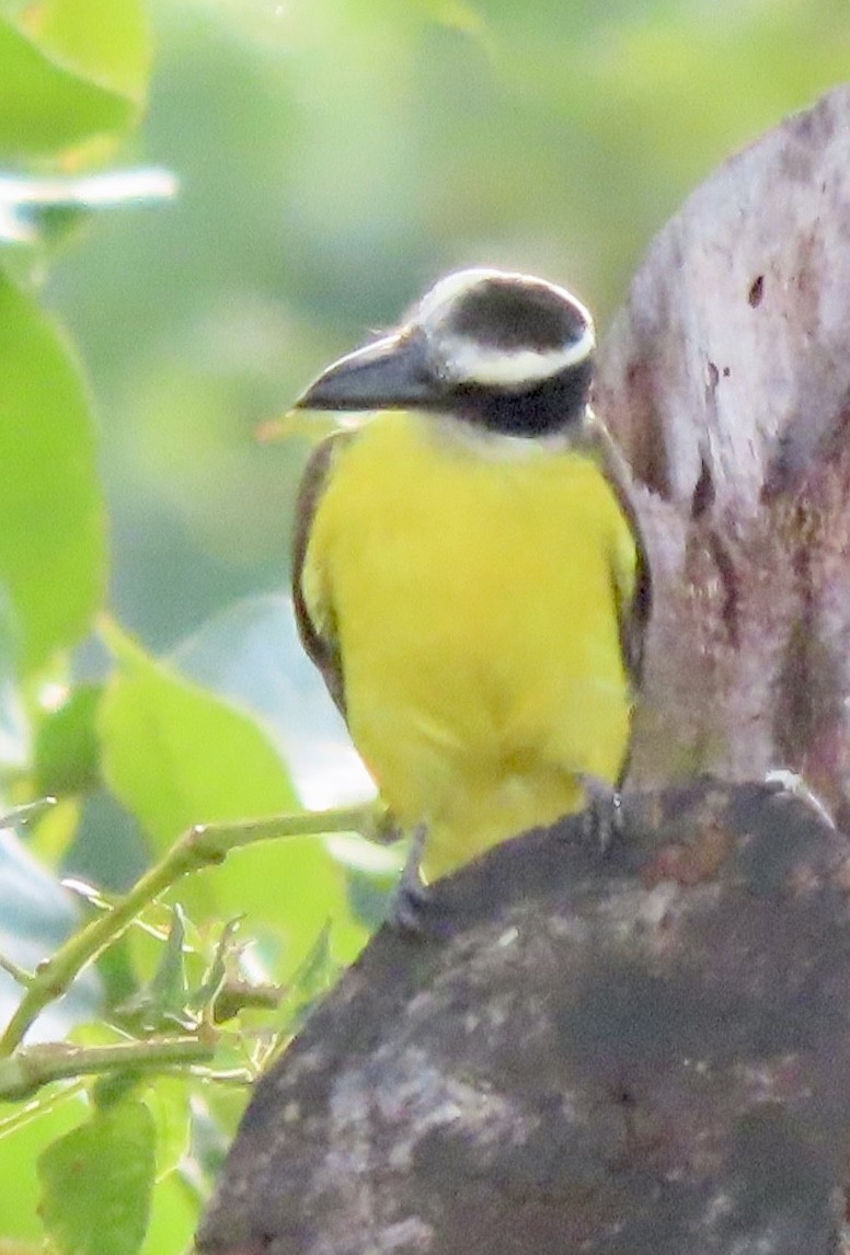 Boat-billed Flycatcher - ML629070422