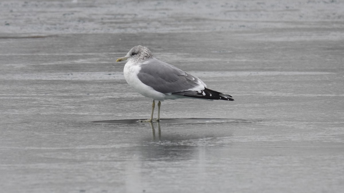 Common Gull (Kamchatka) - ML629070424