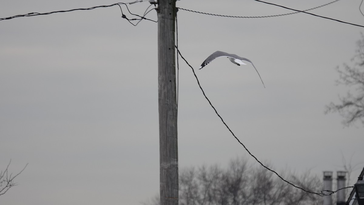 Common Gull (Kamchatka) - ML629070425