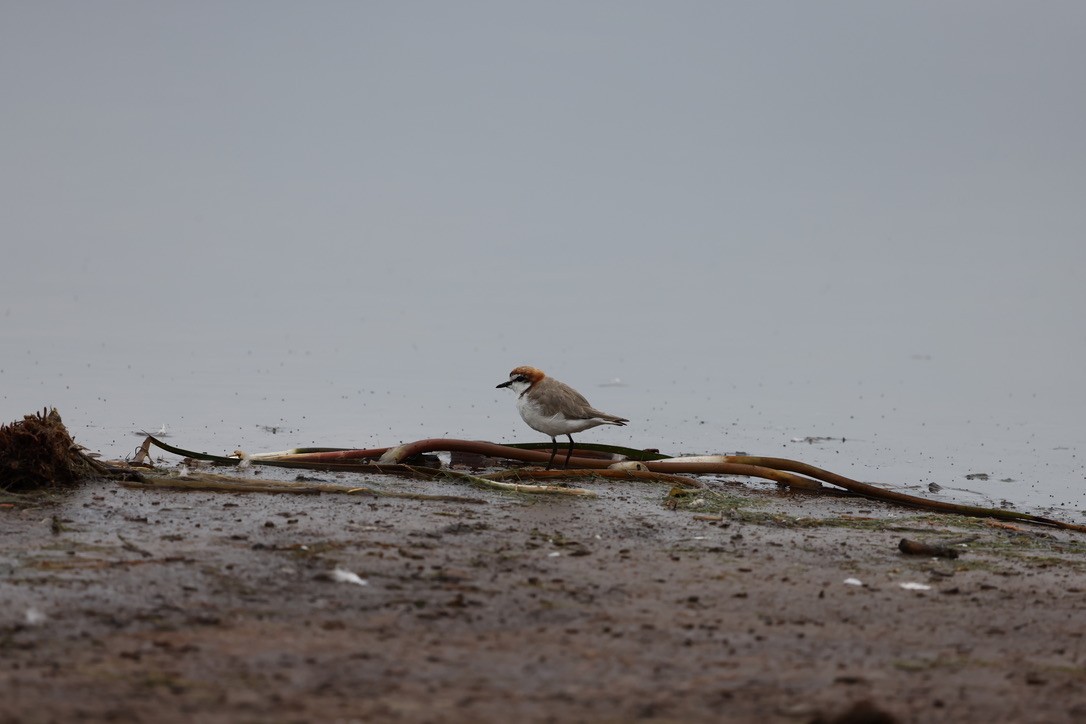 Red-capped Plover - ML629070466