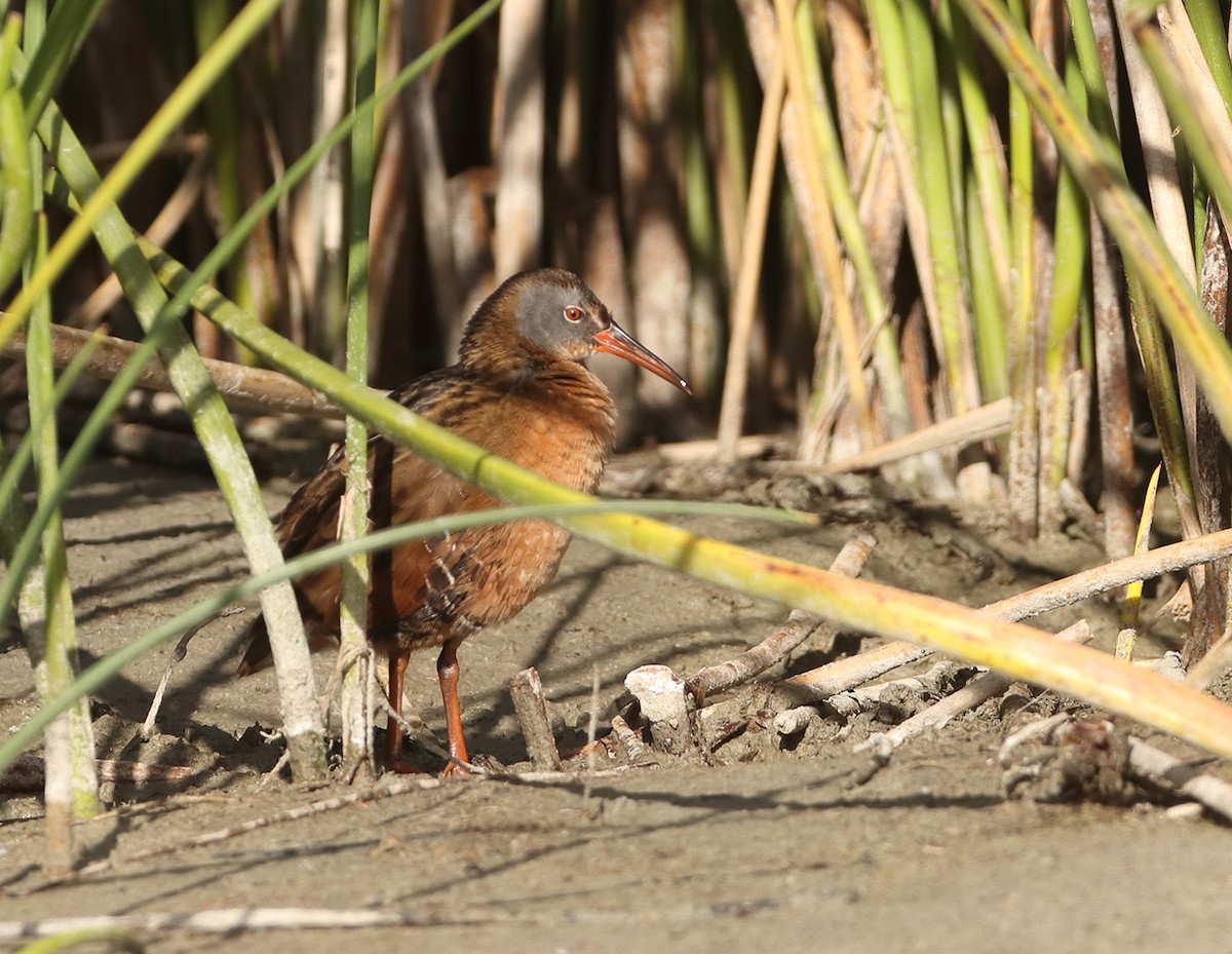 Virginia Rail - ML629070505