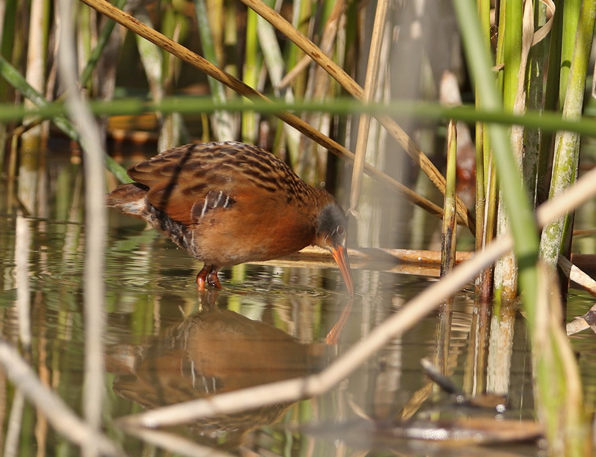 Virginia Rail - ML629070510