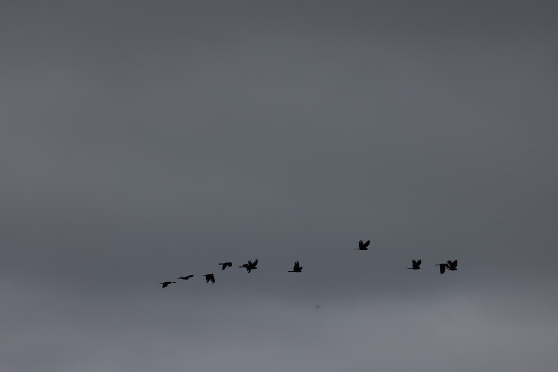 Yellow-tailed Black-Cockatoo - ML629070547