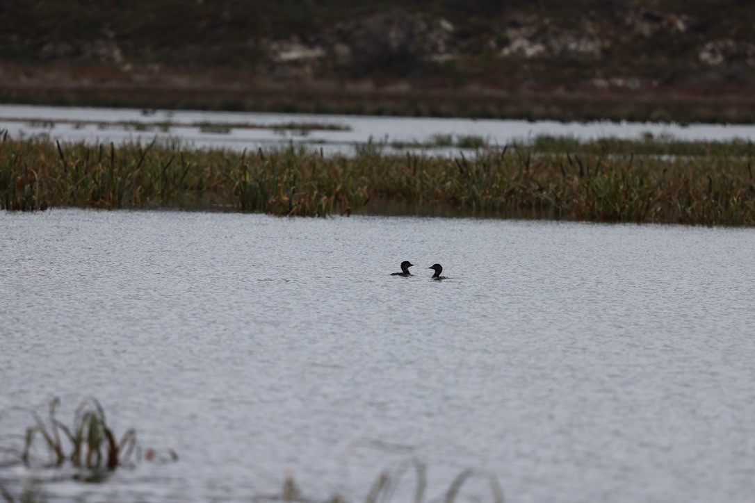 Musk Duck - ML629070572