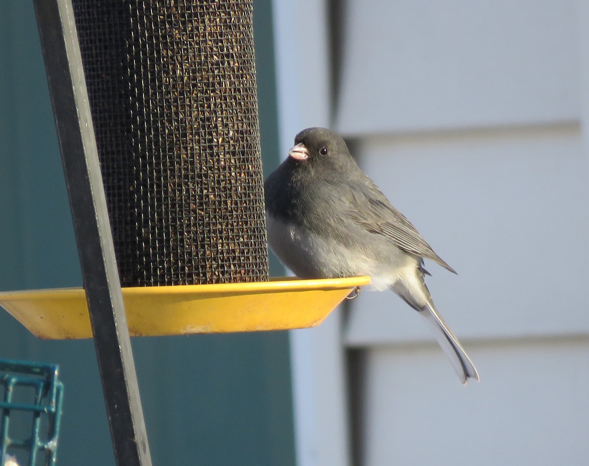 Dark-eyed Junco - ML629070575