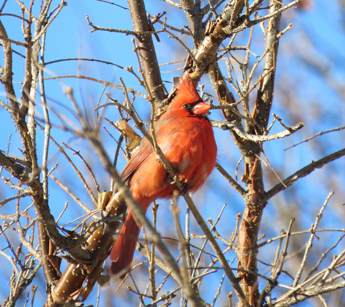 Northern Cardinal - ML629070579