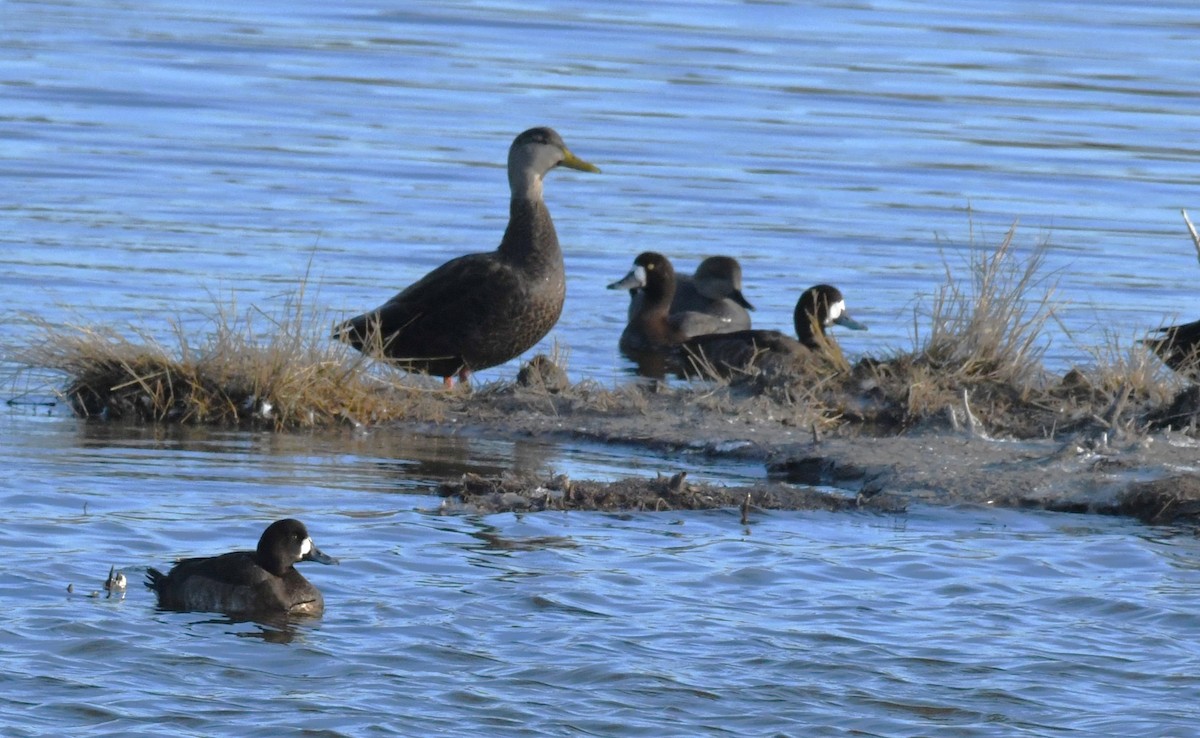 Canard noir - ML629070611