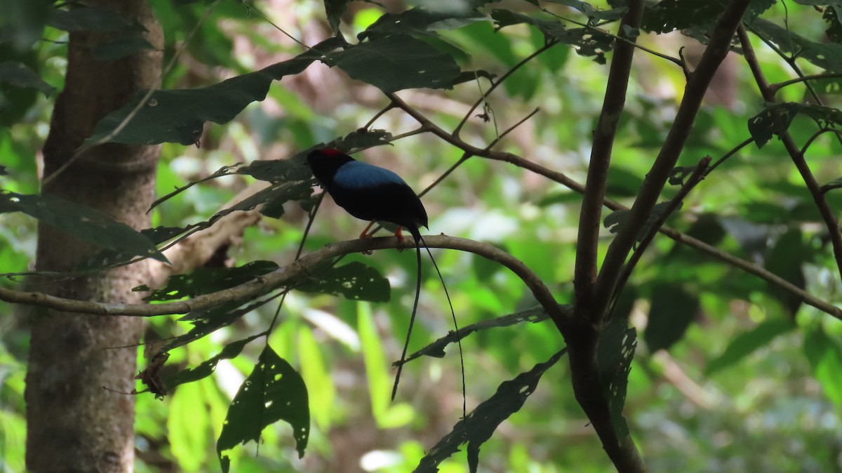 Long-tailed Manakin - ML629070757