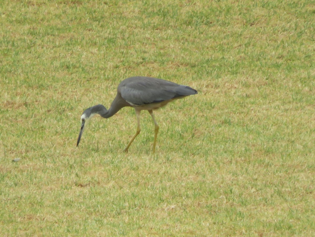 White-faced Heron - ML629070789