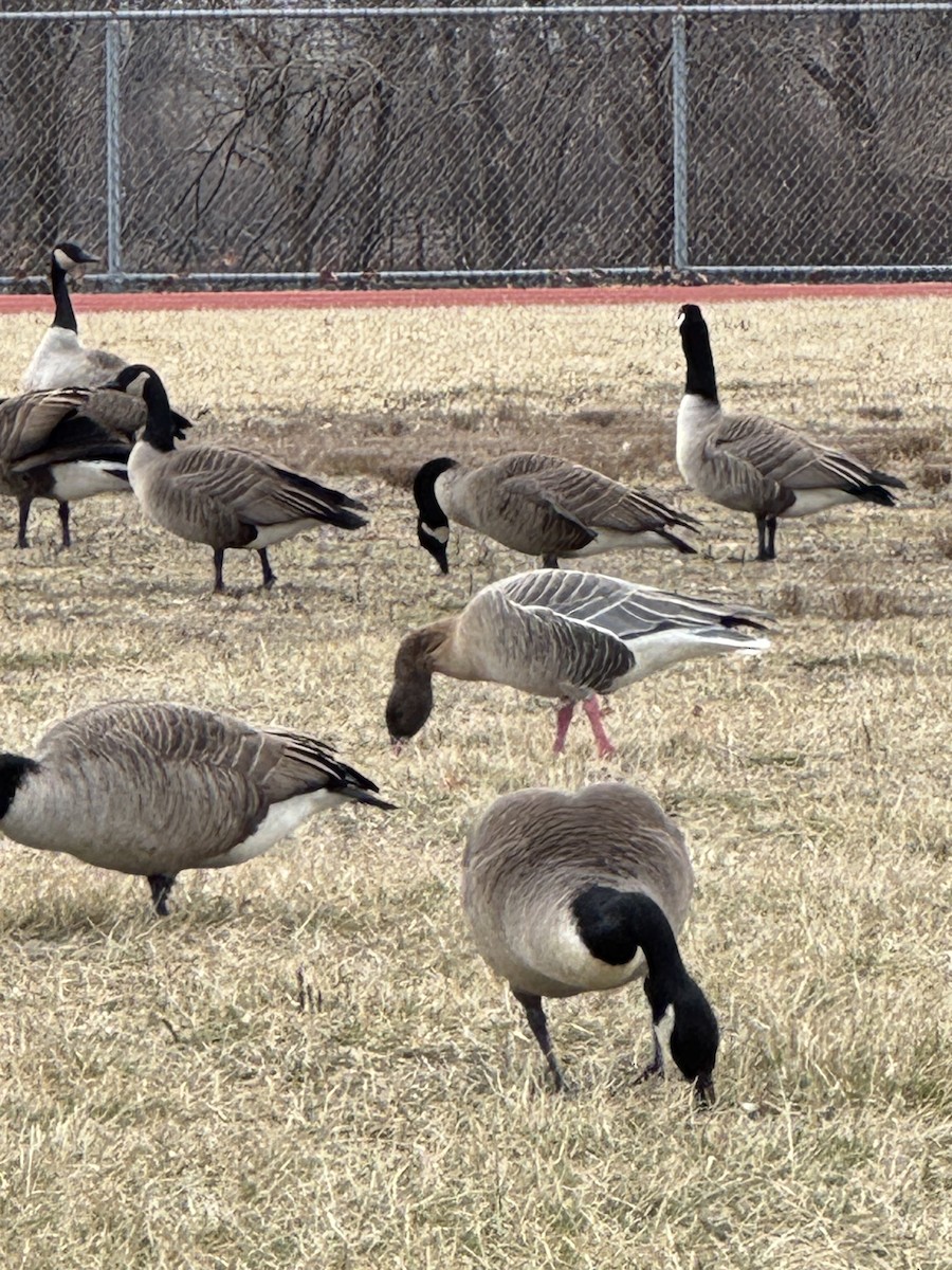 Pink-footed Goose - ML629070797