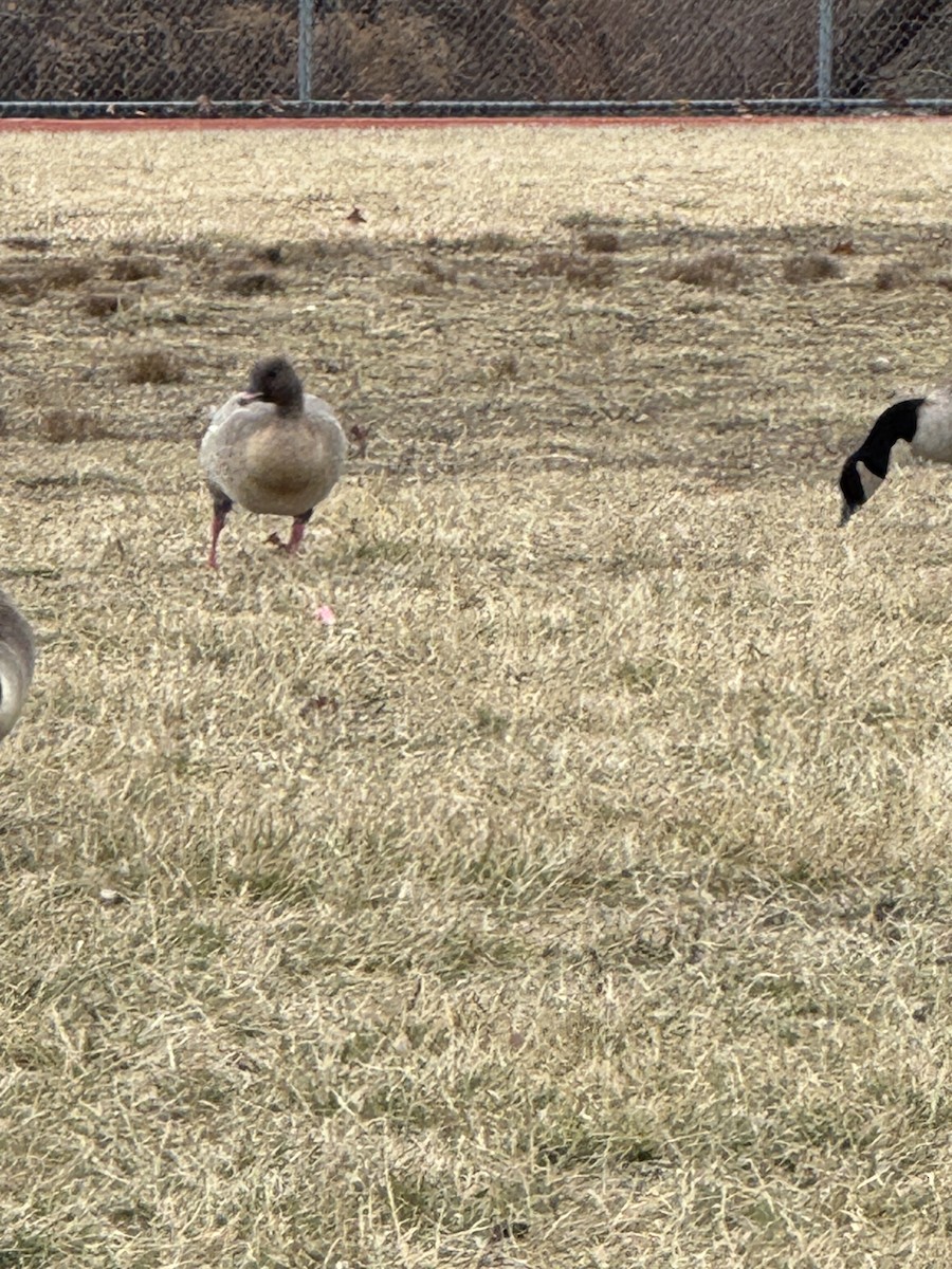 Pink-footed Goose - ML629070798