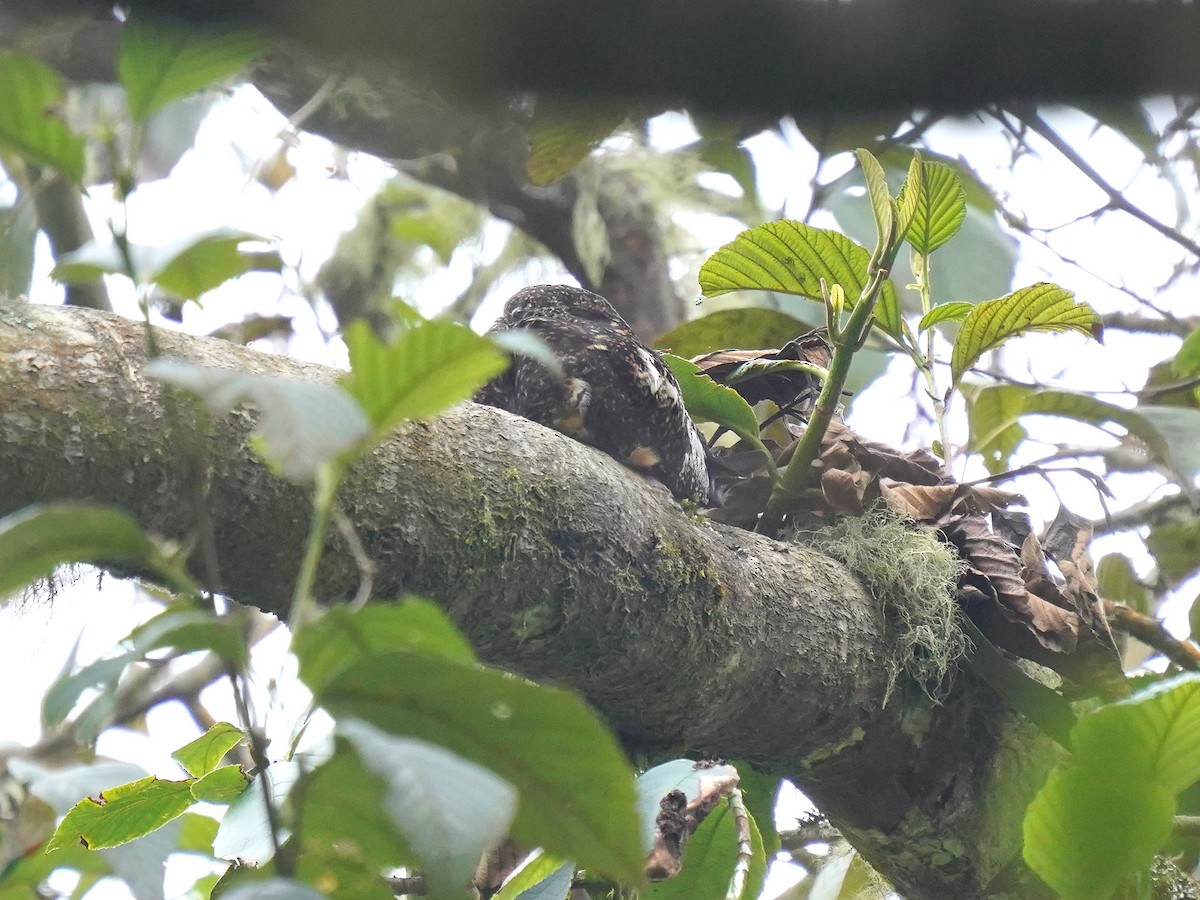 Rufous-bellied Nighthawk - ML629070809