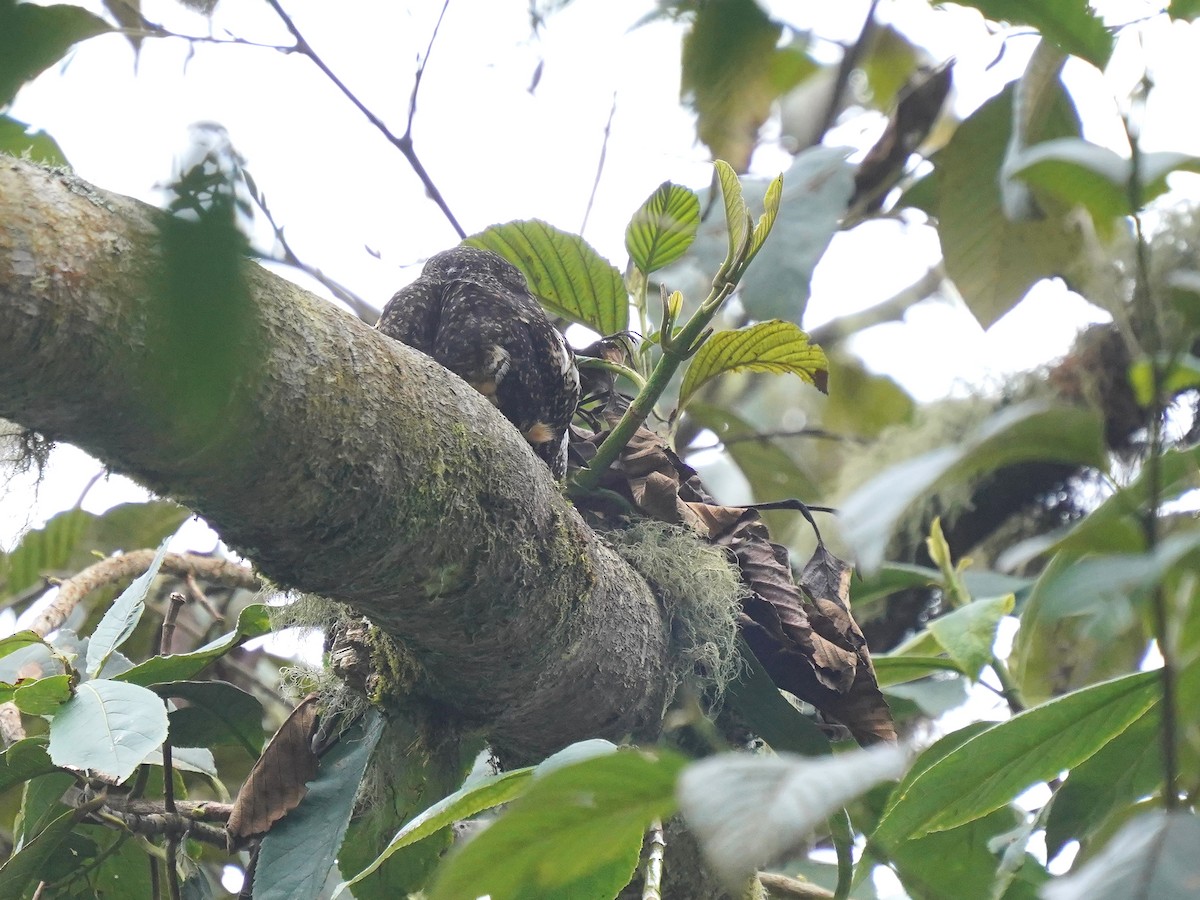 Rufous-bellied Nighthawk - ML629070810