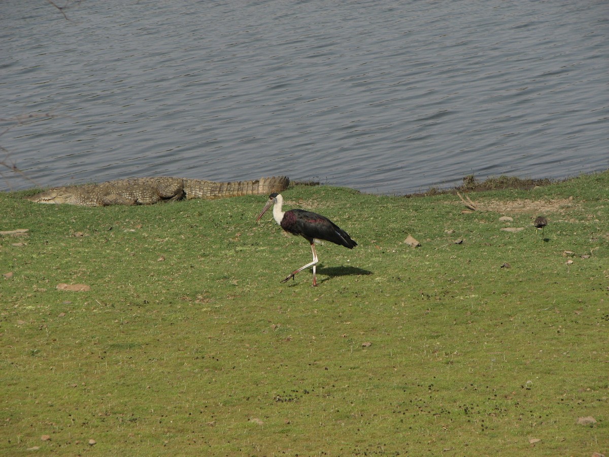 Asian Woolly-necked Stork - ML629070819