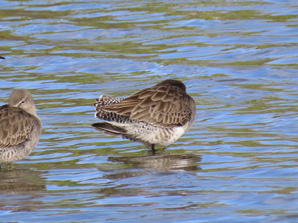 Tundraschlammläufer - ML629070877