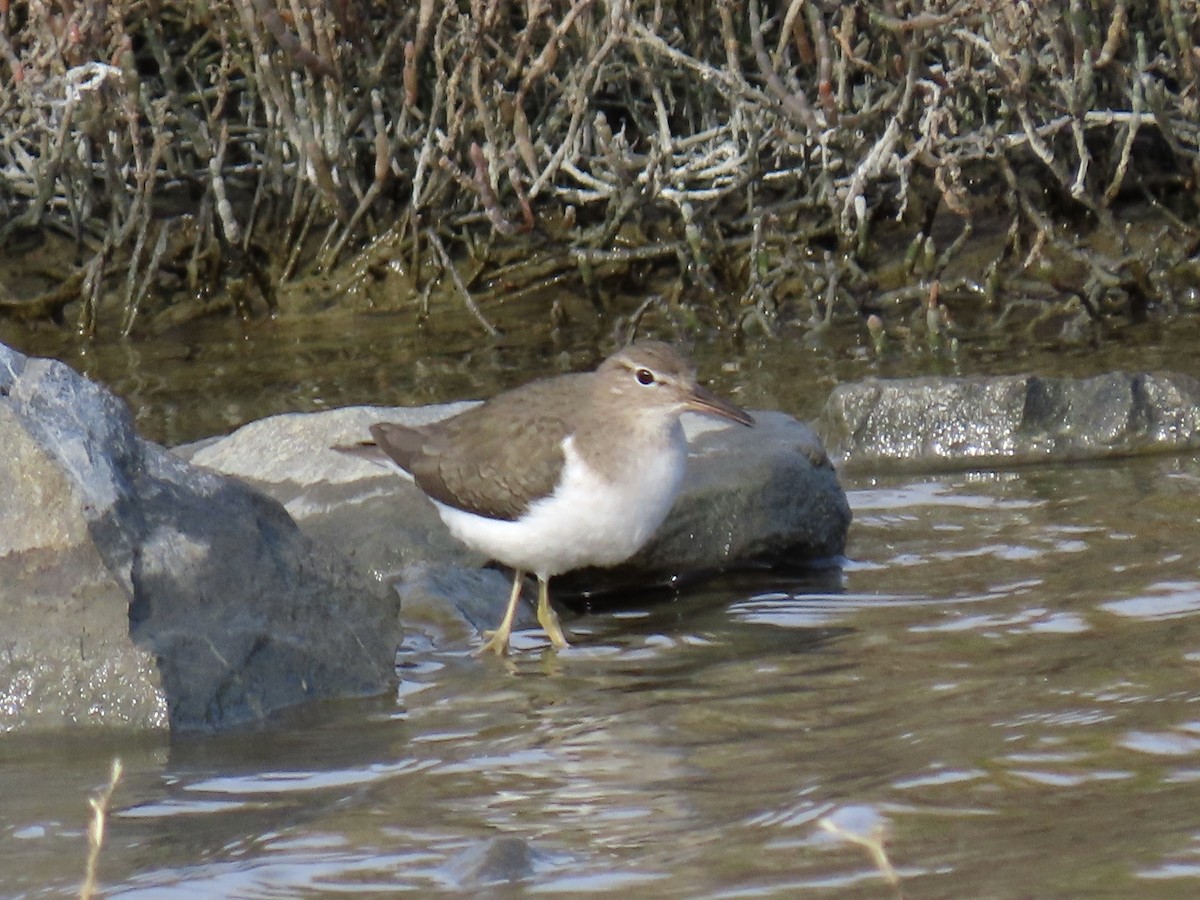 Drosseluferläufer - ML629070892