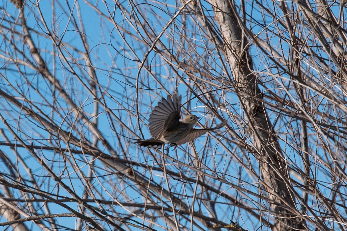 Yellow-rumped Warbler - ML629070922