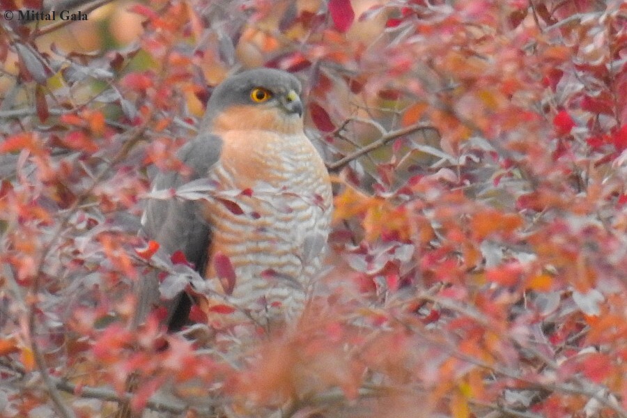 Eurasian Sparrowhawk - ML629070927
