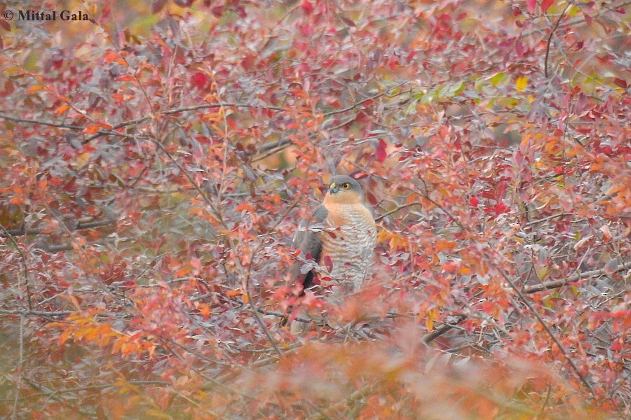Eurasian Sparrowhawk - ML629070949
