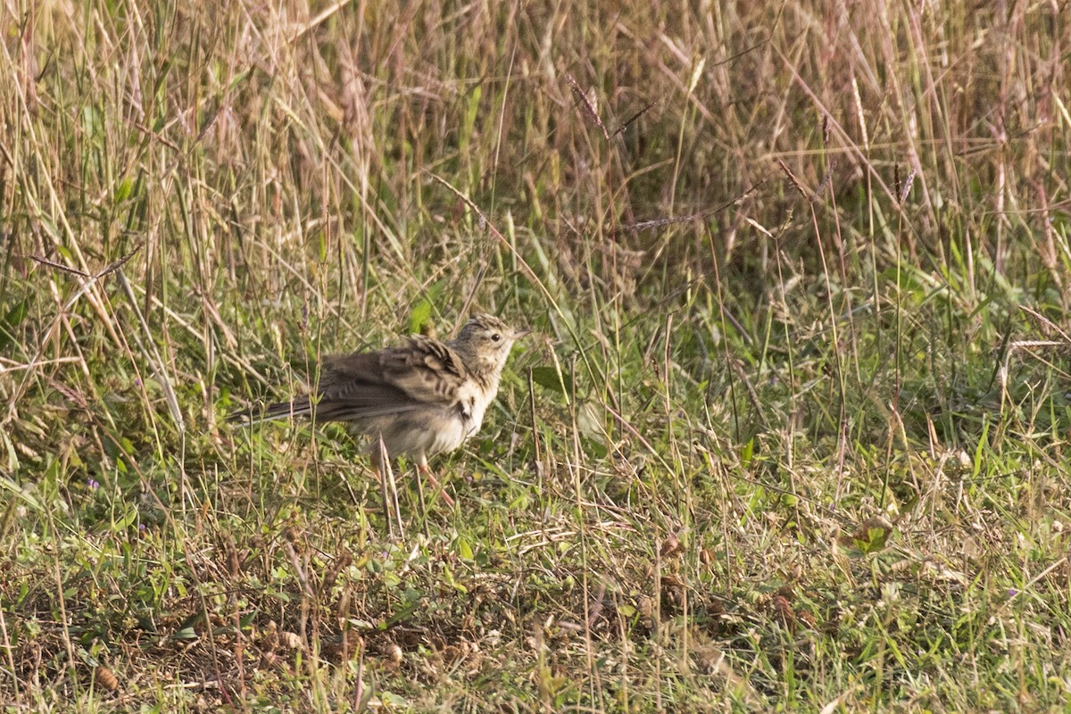 Richard's Pipit - ML629071000