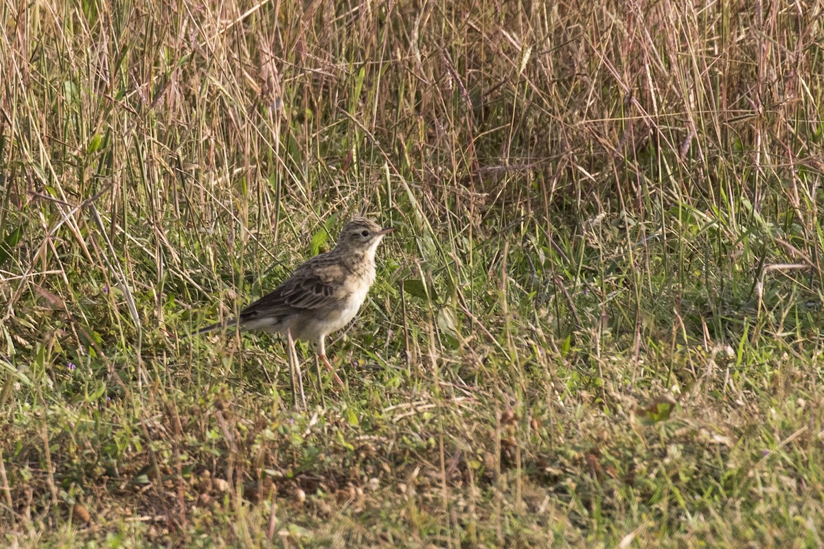 Richard's Pipit - ML629071001