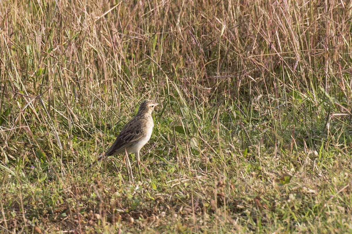 Richard's Pipit - ML629071002