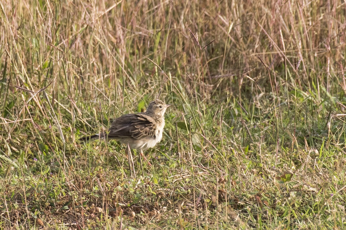 Richard's Pipit - ML629071003