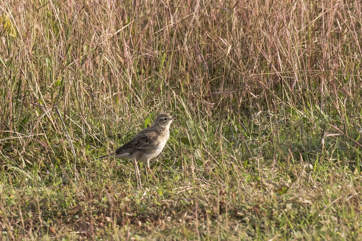 Richard's Pipit - ML629071004