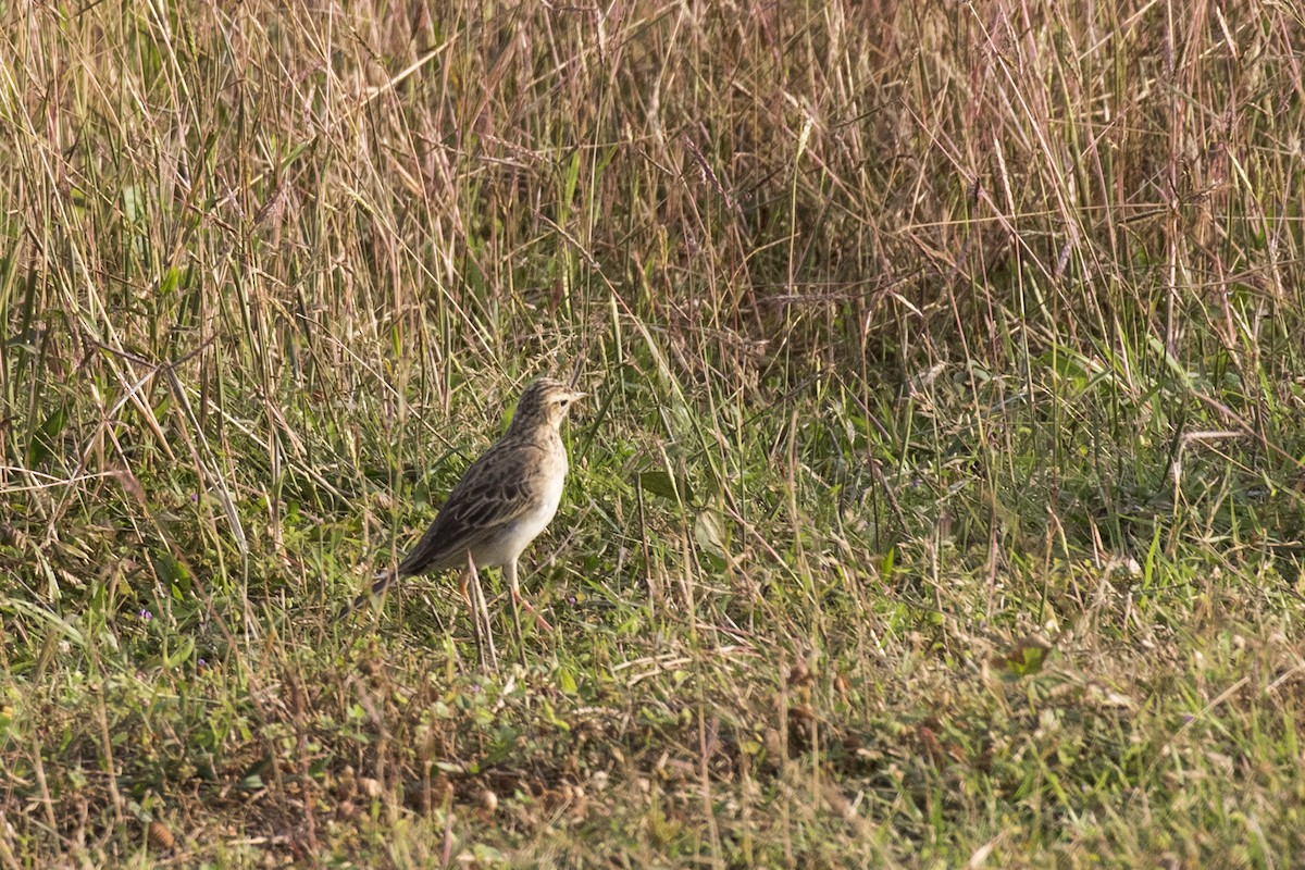 Richard's Pipit - ML629071005