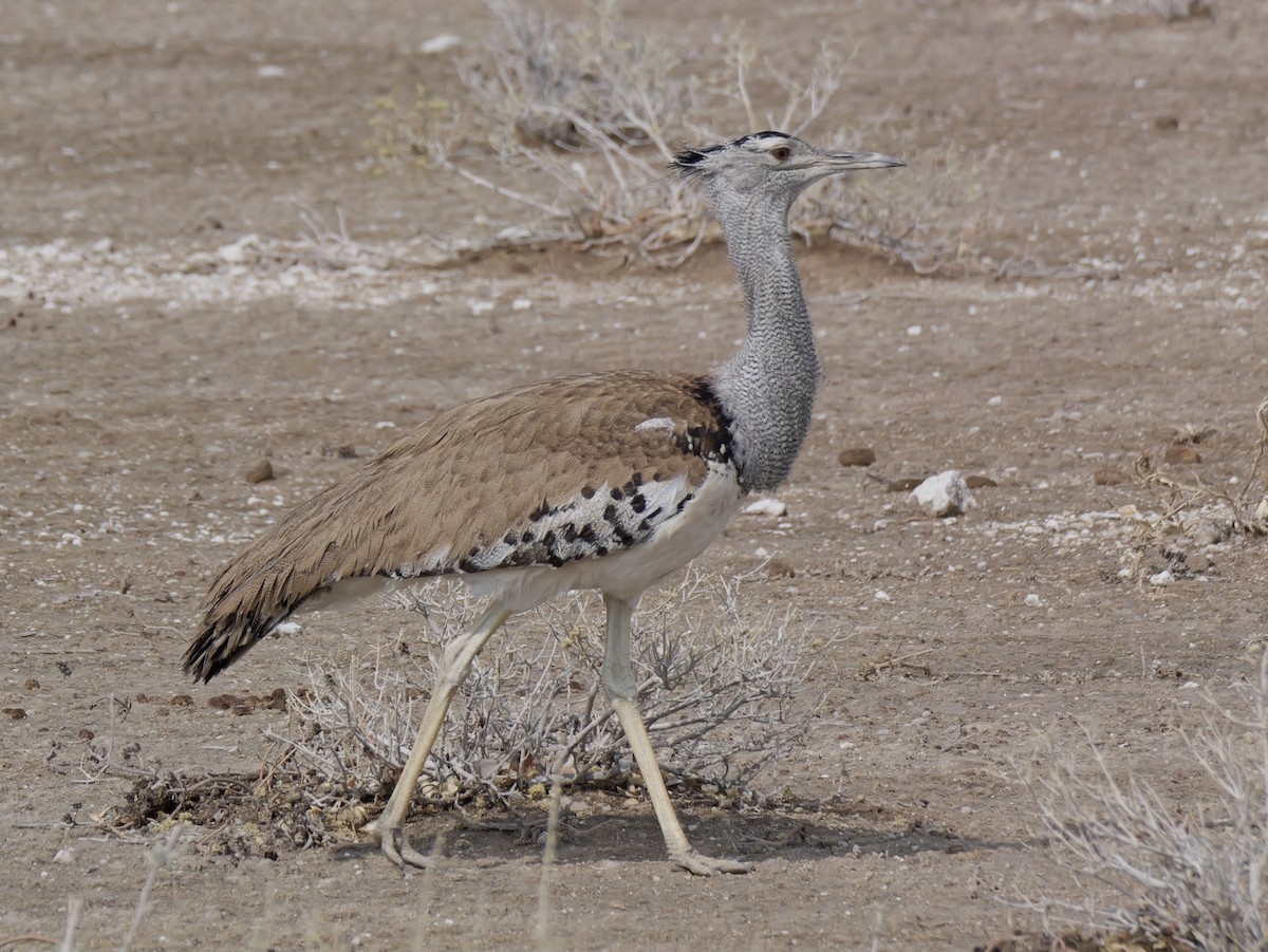 Kori Bustard - ML629071032