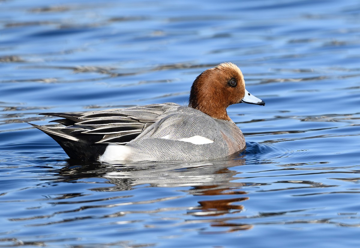 Eurasian Wigeon - ML629071074