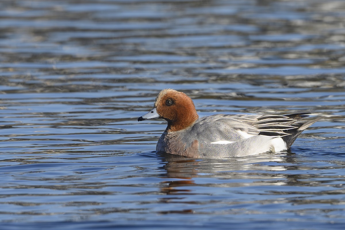 Eurasian Wigeon - ML629071075
