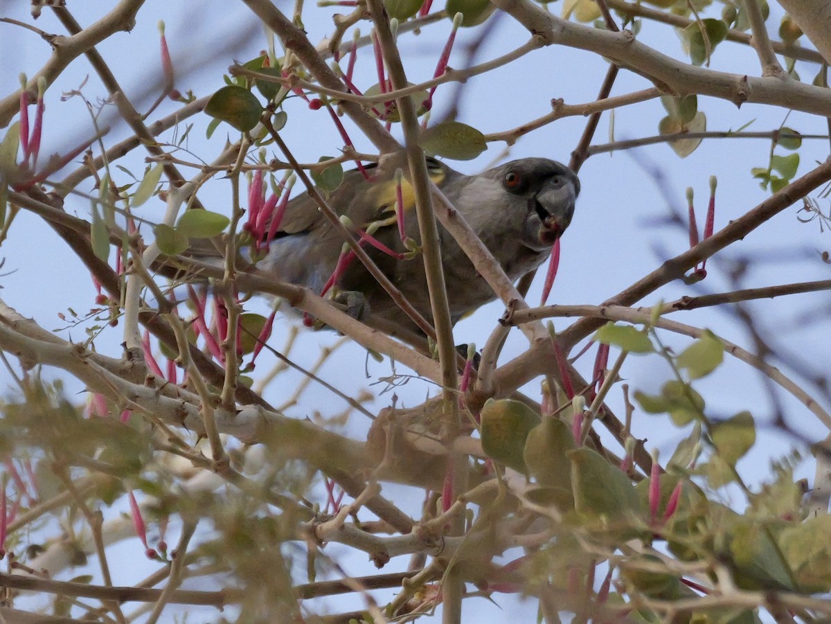 Rüppell's Parrot - ML629071189