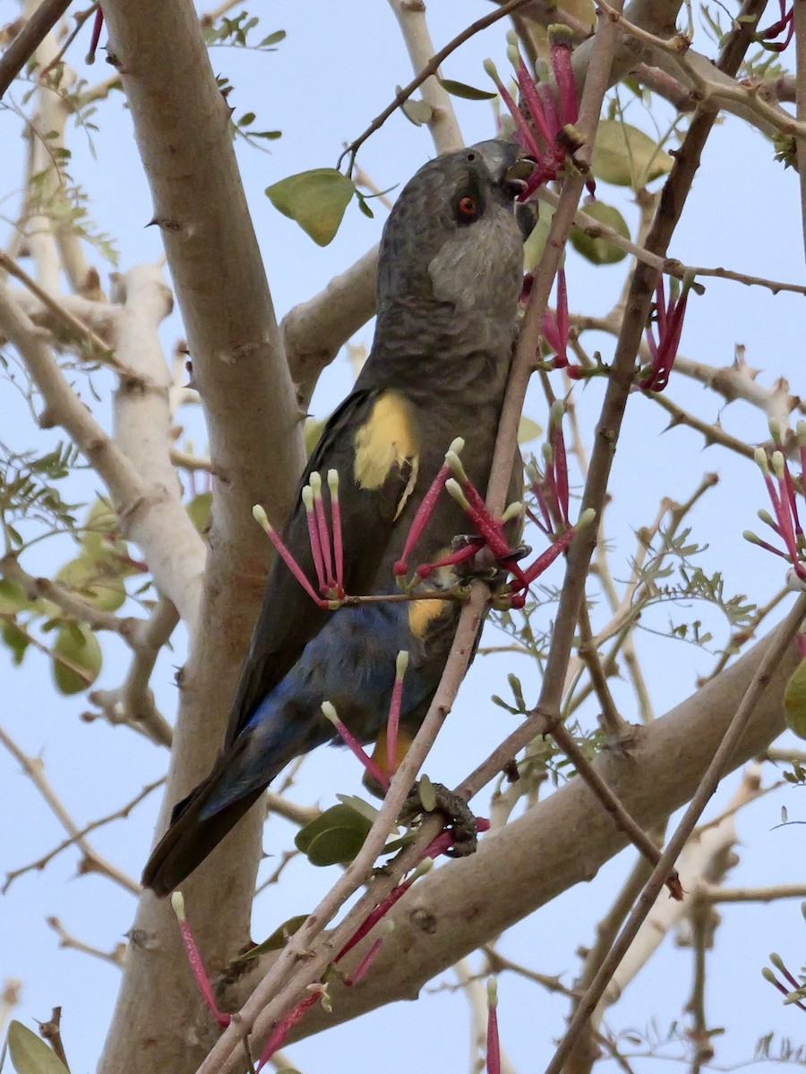 Rüppell's Parrot - ML629071190