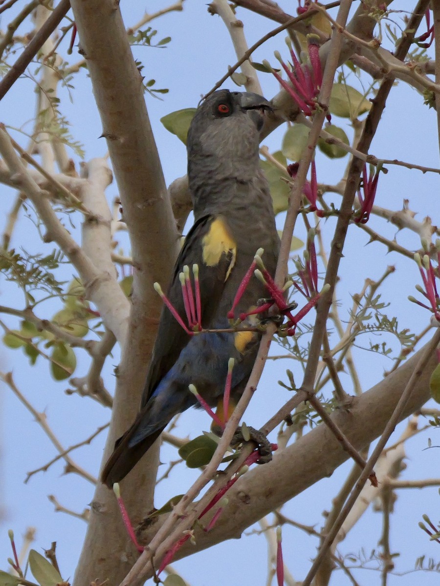 Rüppell's Parrot - ML629071191