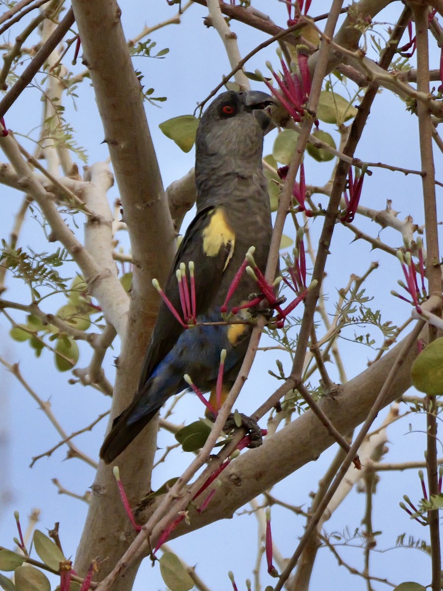 Rüppell's Parrot - ML629071192