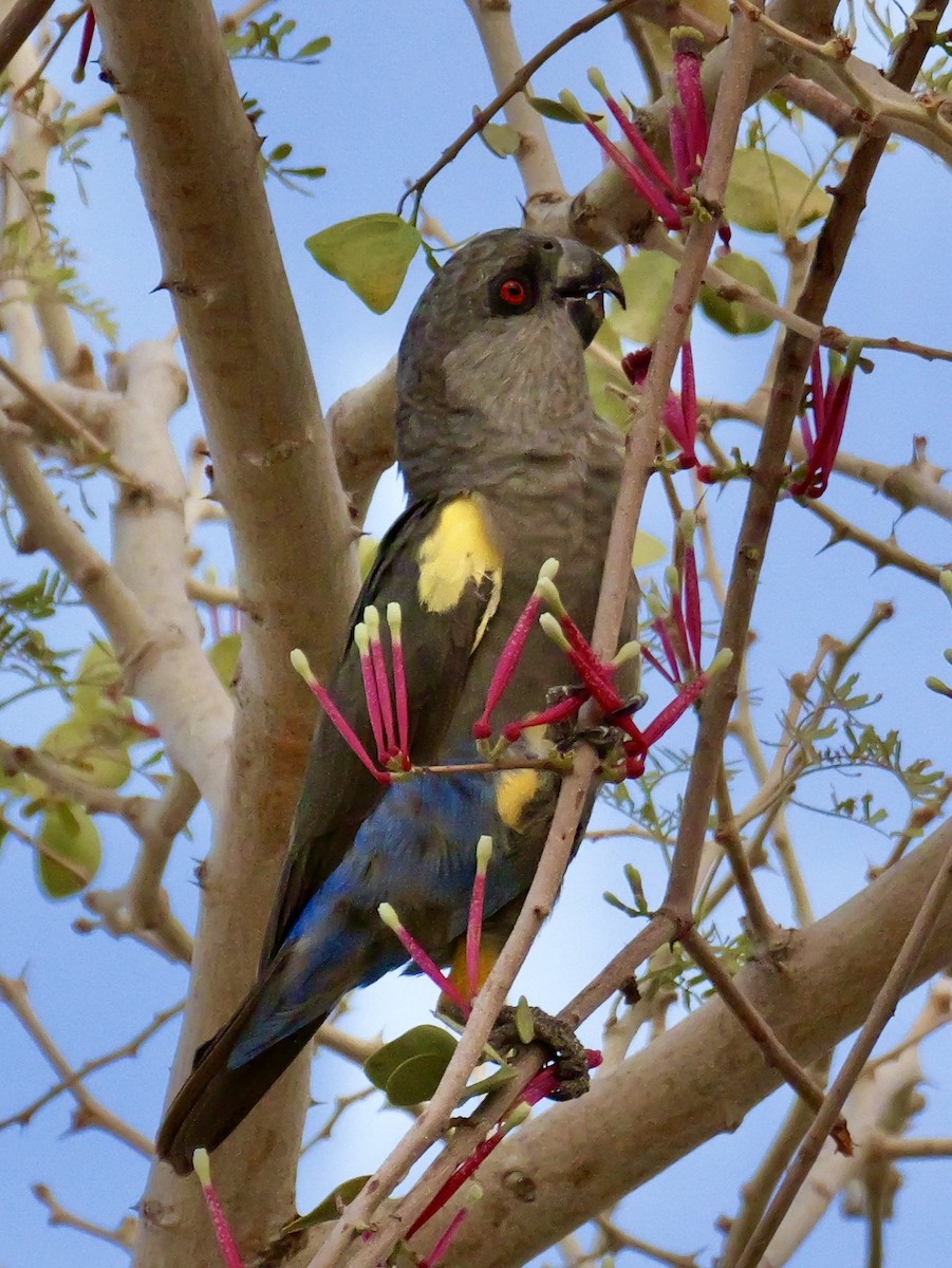 Rüppell's Parrot - ML629071193