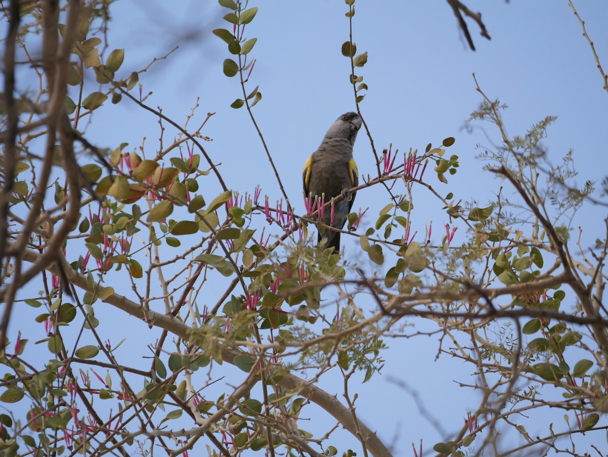 Rüppell's Parrot - ML629071194