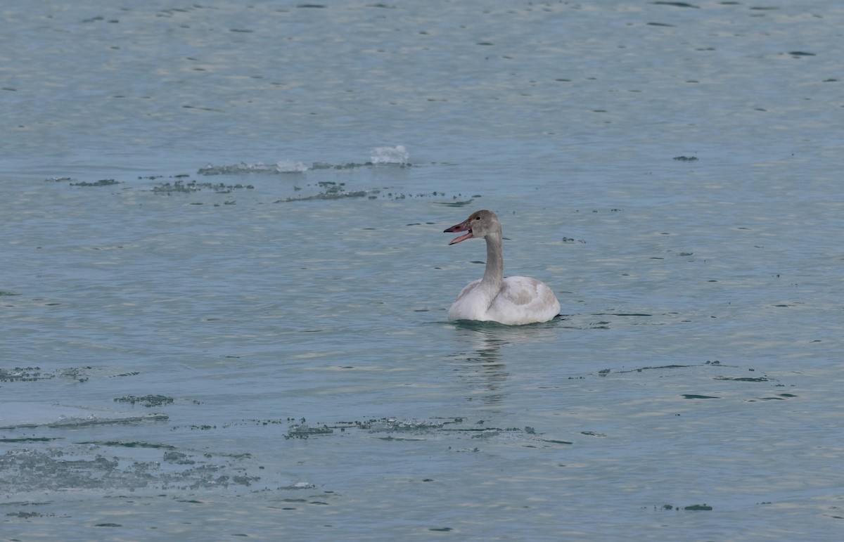 Tundra Swan - ML629071355