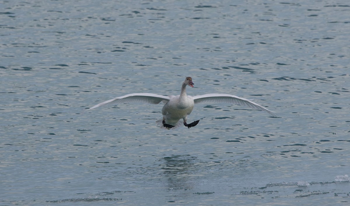 Tundra Swan - ML629071356