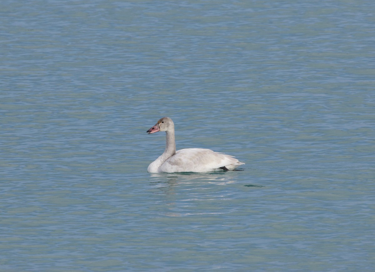 Tundra Swan - ML629071357