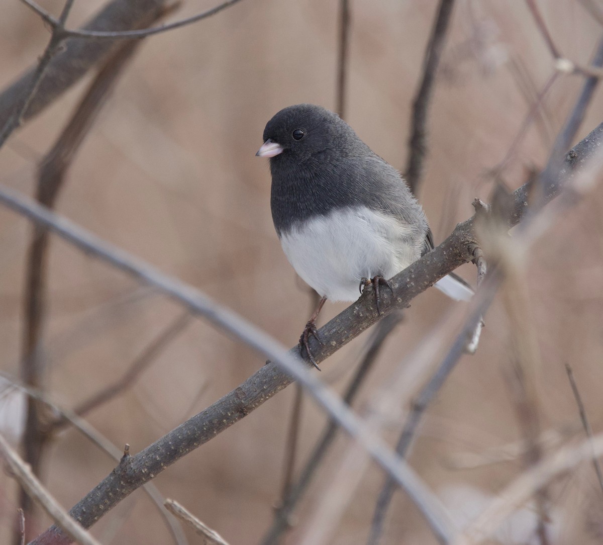 Dark-eyed Junco - ML629071396