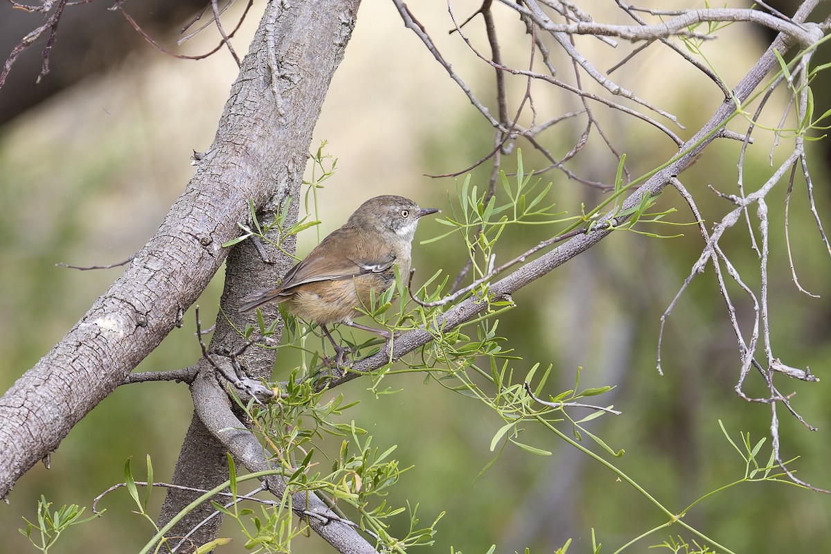 White-browed Scrubwren - ML629071406