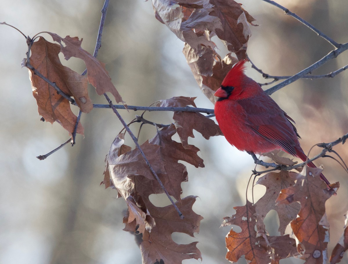 Northern Cardinal - ML629071424