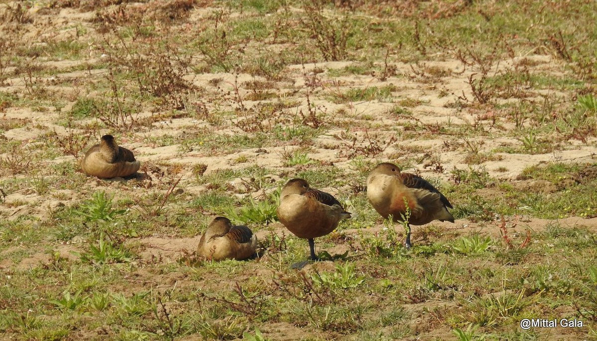 Lesser Whistling-Duck - ML629071484