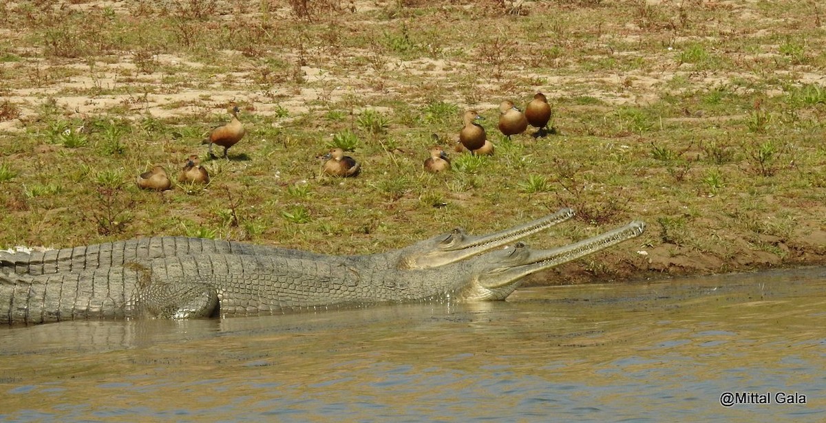 Lesser Whistling-Duck - ML629071485